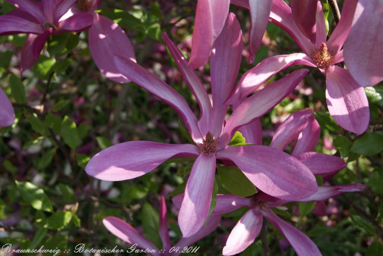 Braunschweig_Botanischer_Garten_2011_03