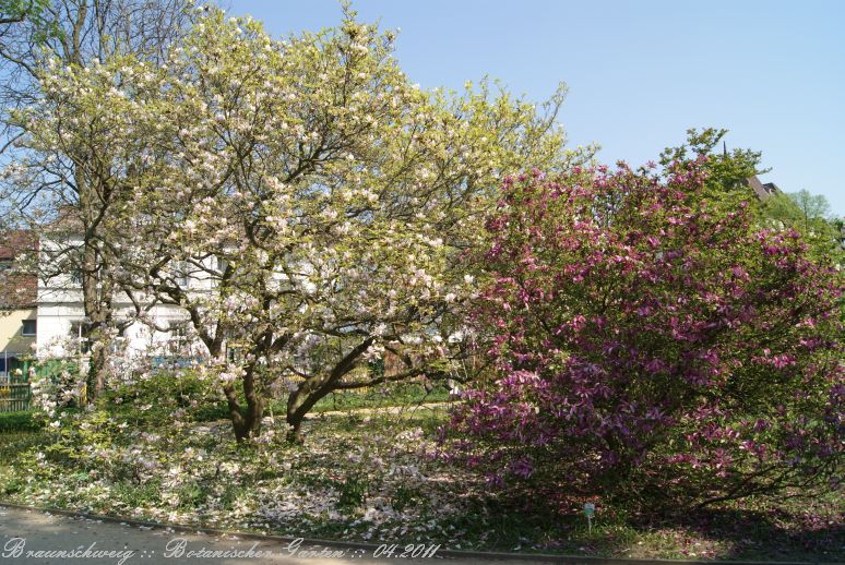 Braunschweig_Botanischer_Garten_2011_05