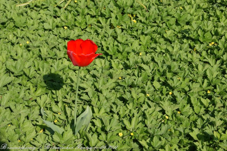 Braunschweig_Botanischer_Garten_2011_06