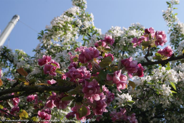 Braunschweig_Botanischer_Garten_2011_08