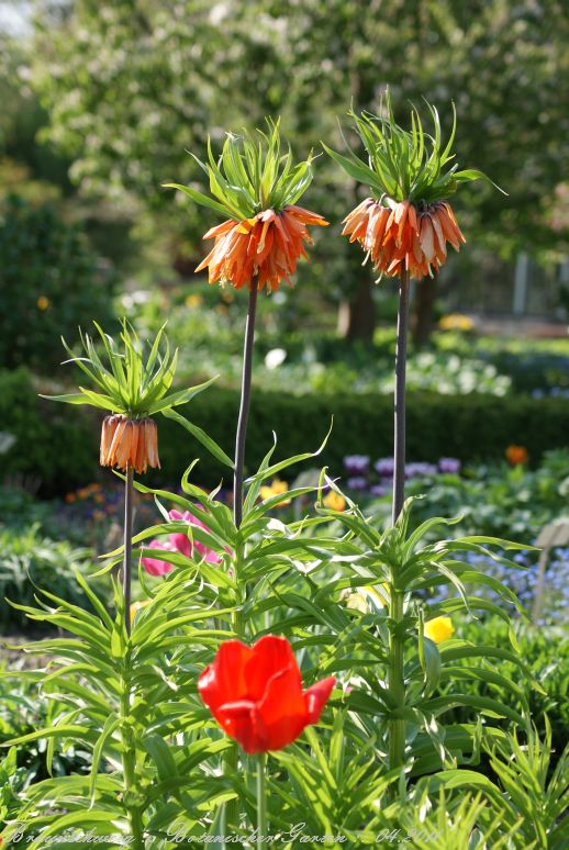 Braunschweig_Botanischer_Garten_2011_09