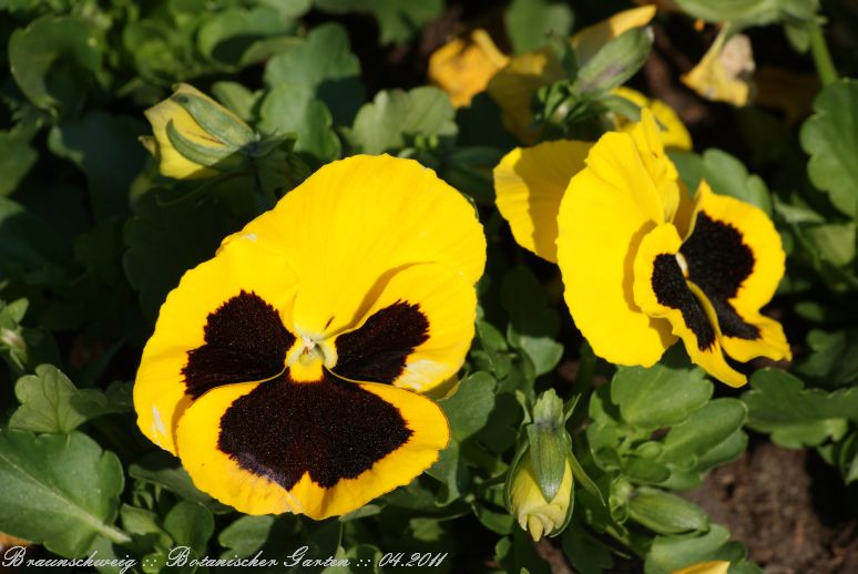 Braunschweig_Botanischer_Garten_2011_10