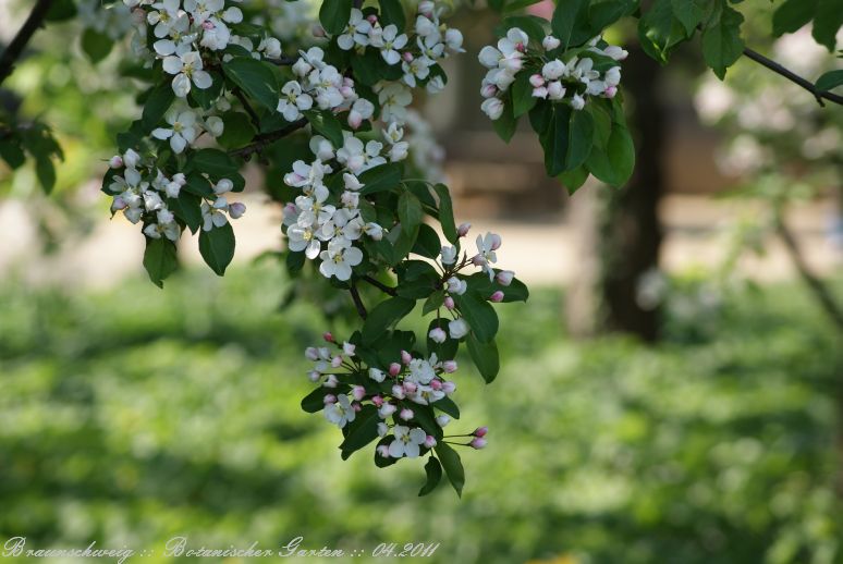 Braunschweig_Botanischer_Garten_2011_11