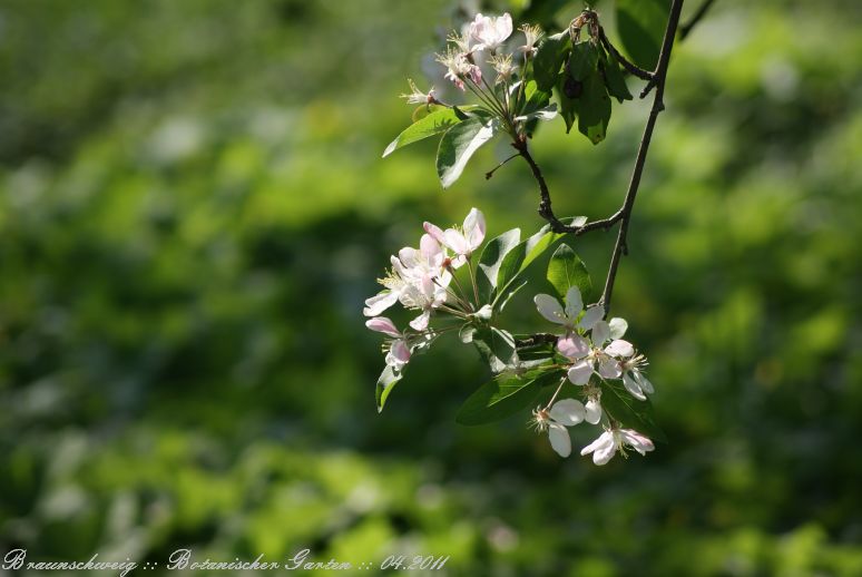 Braunschweig_Botanischer_Garten_2011_12