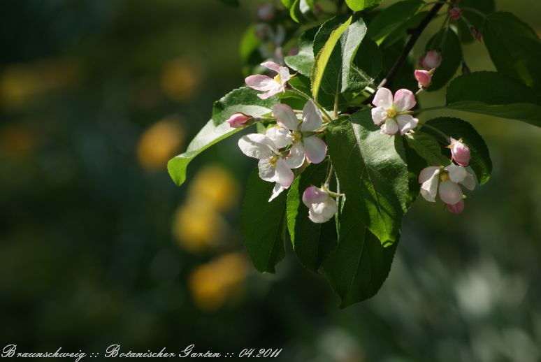 Braunschweig_Botanischer_Garten_2011_13