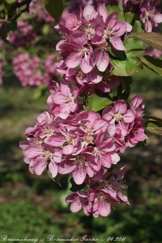 Braunschweig_Botanischer_Garten_2011_14