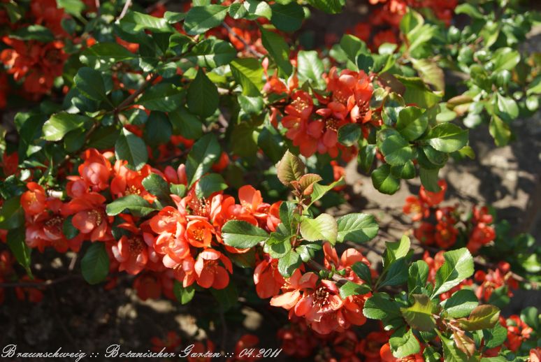 Braunschweig_Botanischer_Garten_2011_16