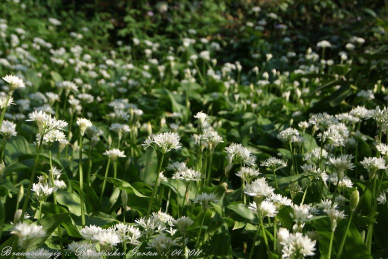 Braunschweig_Botanischer_Garten_2011_24