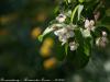 Braunschweig_Botanischer_Garten_2011_13